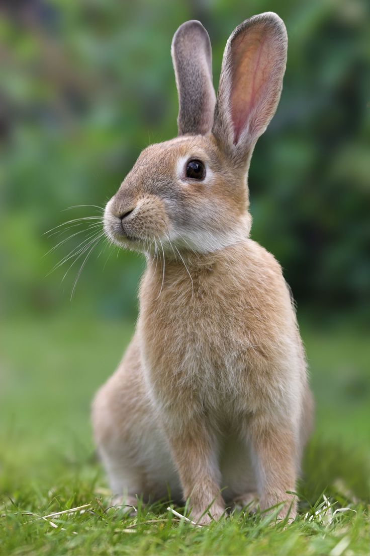 兔子-真实图片