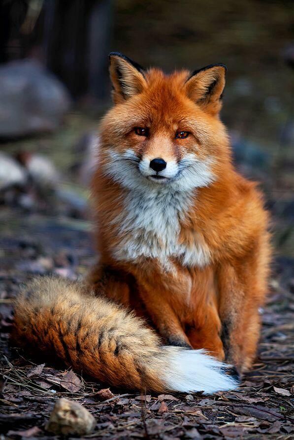 狐狸-真实图片