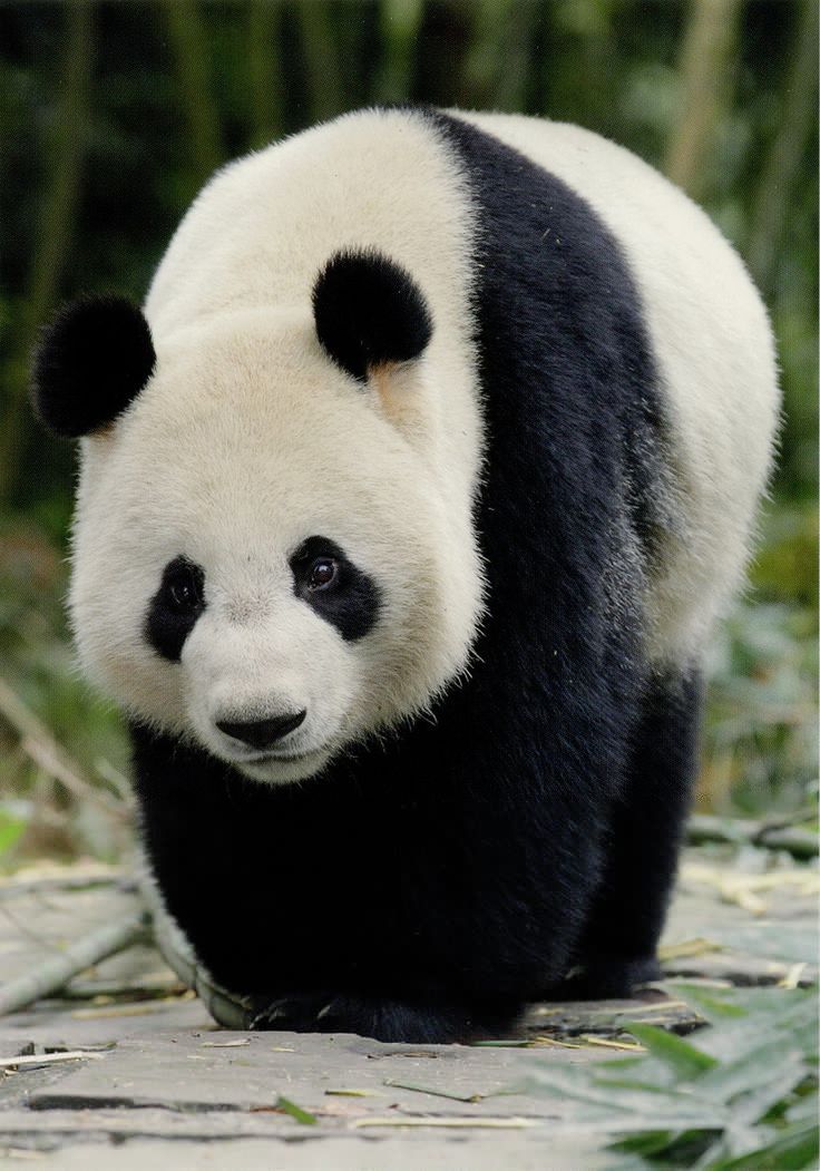 熊猫-真实图片