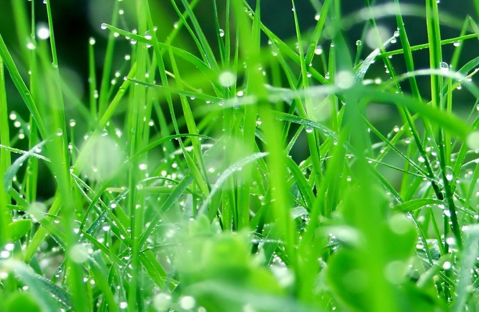 附歌曲:春雨沙沙沙春雨,春雨,沙沙沙,沙沙沙,种子,种子在说话,哎哟哟