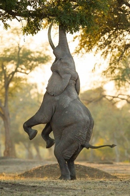 大象-真实图片