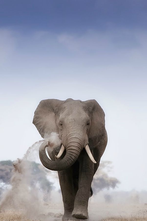 大象-真实图片
