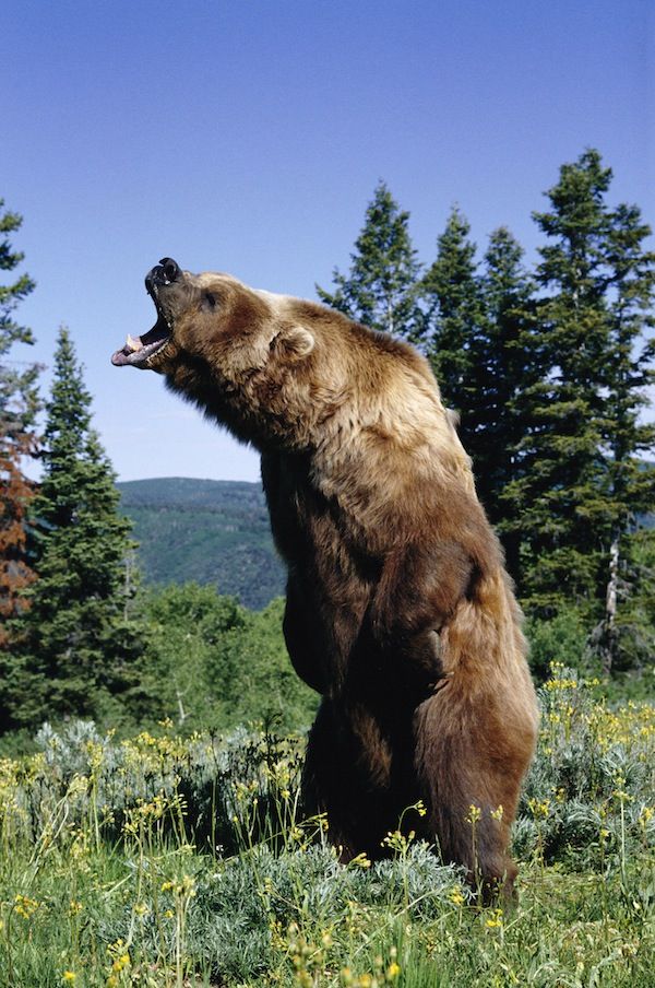 american brown or grizzly bear ursus arctos horribilis snarling