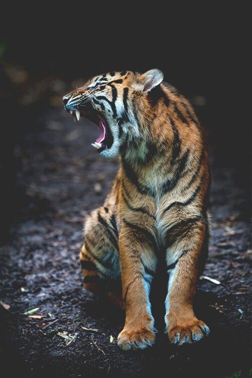 老虎-真实图片