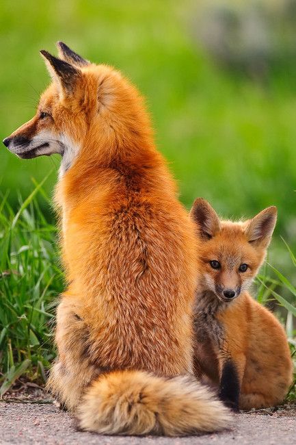 狐狸-真实图片