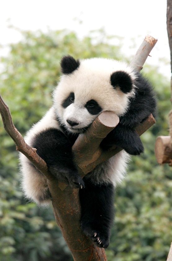 熊猫-真实图片