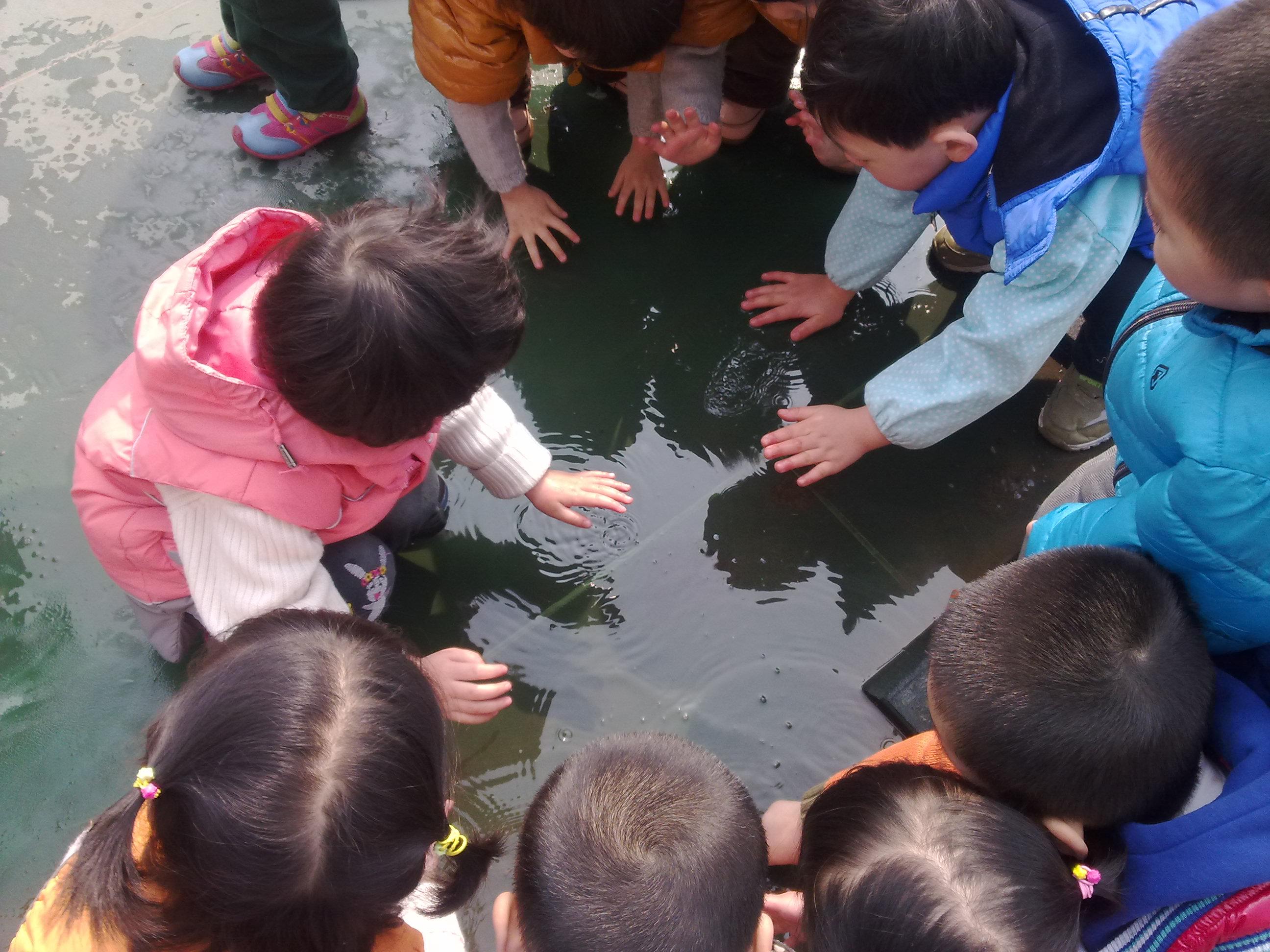 托班科学活动《小水洼》