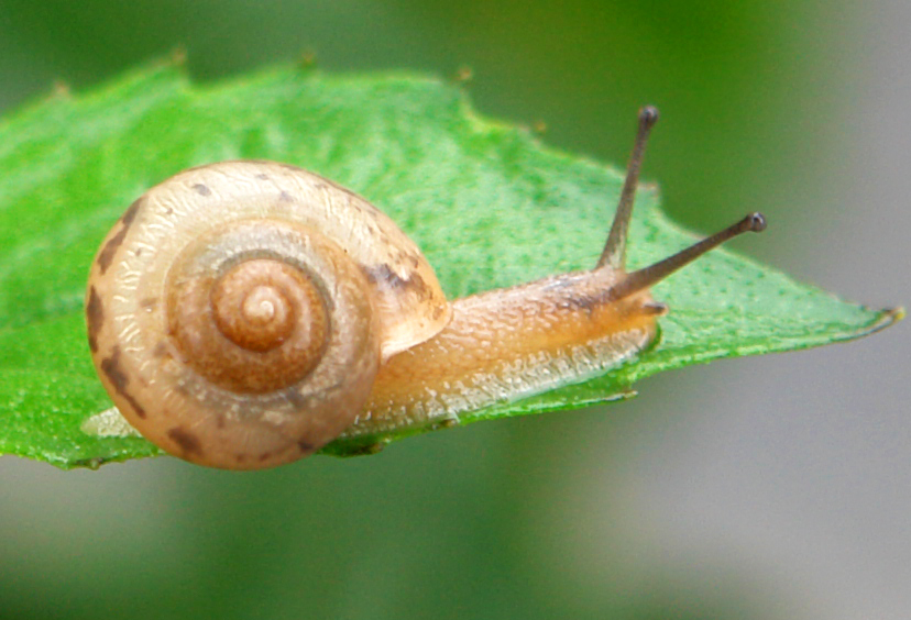 小班彩泥活动:小蜗牛
