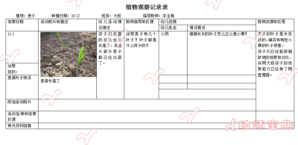 大班植物观察记录 | 麦子成长记