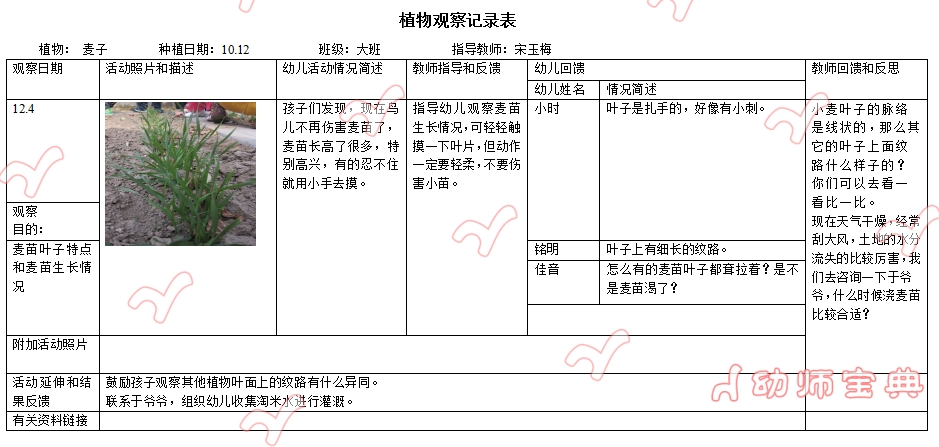 大班植物观察记录 | 麦子成长记