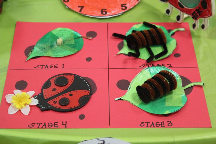 将彩泥或面粉制作出蝴蝶各个阶段的形状，并用彩色颜料进行涂色绘制。   将制作好的各个成长阶段贴在彩色卡纸上，彩泥蝴蝶的成长过程图制作完成啦！  像蝴蝶一样有着完全变态的成长过程的动物还有青蛙、七星瓢虫、蚂蚁、蜜蜂等。 青蛙的成长过程  七星瓢虫的成长过程  蚂蚁的成长过程  文章图片来自海外，视频来自网络，文字由小莹编辑。