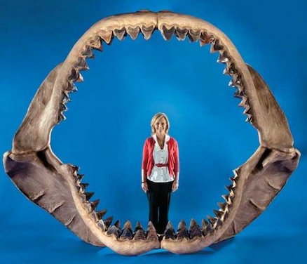 教师:对巨齿鲨和各种鲨鱼都用一定的了解,知道巨齿鲨是一种史前动物