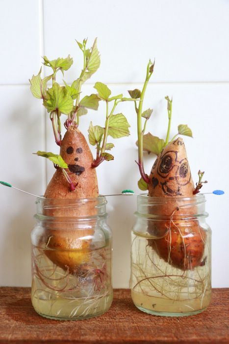 红薯生长过程中,可以定期拿出来让孩子们观察长出来的叶子和根须.