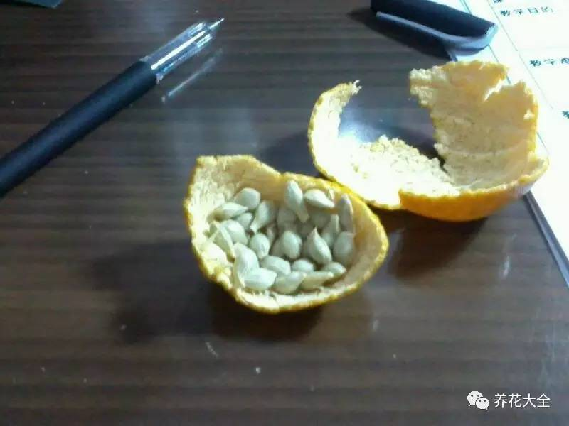 2,将收集到的橘子籽浸泡在清水中,每天换一次水,在水中浸泡一周左右