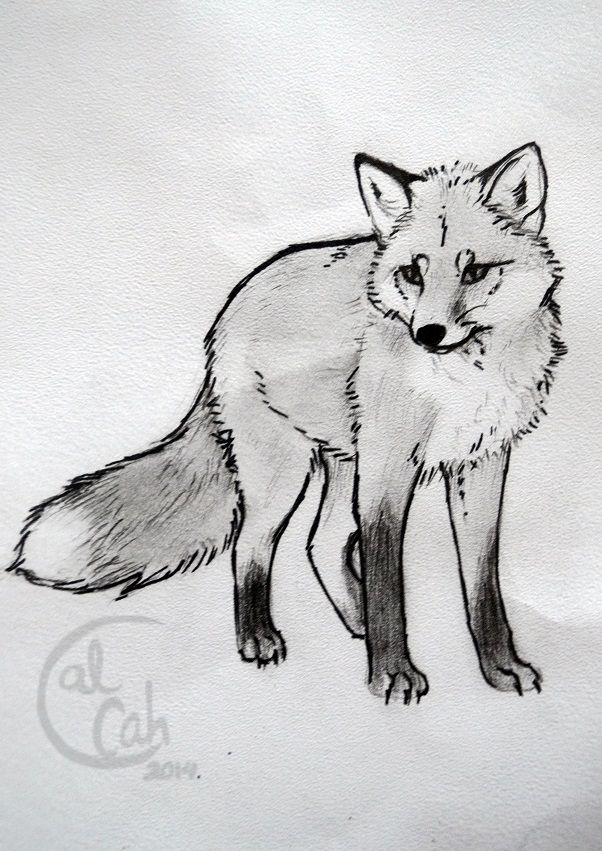 狐狸黑白线描画 绘画图片