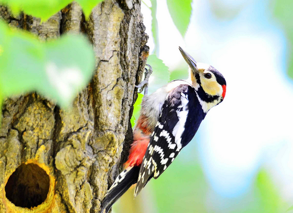 大班韵律教案啄木鸟