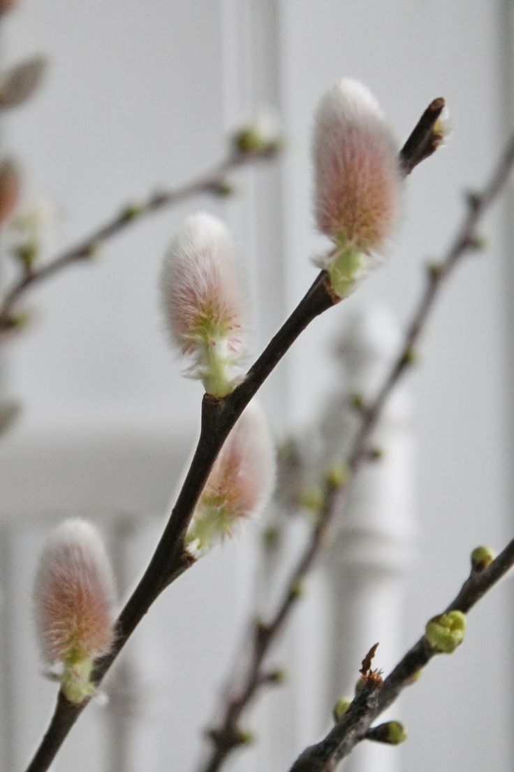 季节 春柳 幼师宝典官网