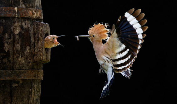 大班韵律教案啄木鸟