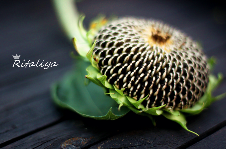 教具准备:   1,小葵花子指偶,红房子(纸箱制作),故事背景图