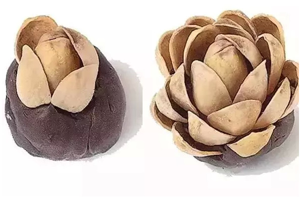 吃完坚果壳别丢,教你果壳diy(二)