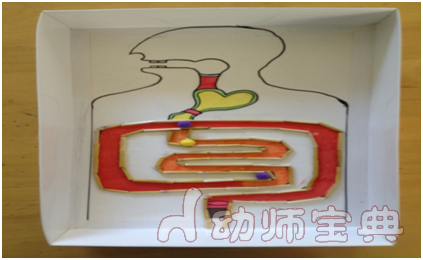 0 园所:明天七幼沙沟园 班级:大班 二,益智区 1,名称《人体消化系统