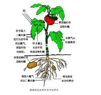 洋葱头观察植物的根系