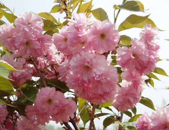 全年常见植物开花时间总结16月