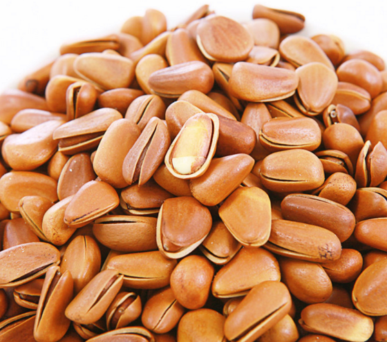 【种子素材】各种种子发芽生长视频及图片