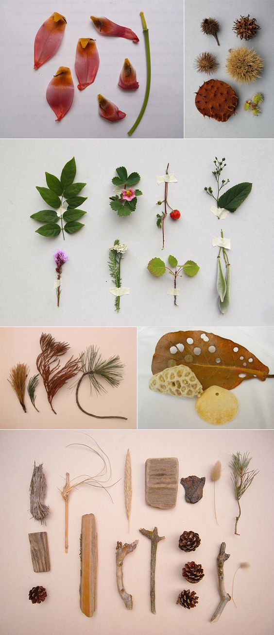 秋季树叶标本制作方法及魅力展示方式大全