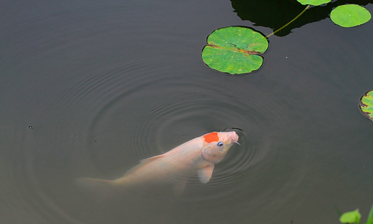 气压变低,我待在水中会缺氧,呼吸困难,所以就要浮到水面上吸气