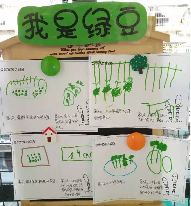 种子画,种子发芽各种花卉等);观察根茎类(姜,土豆,葱头,富贵竹等)