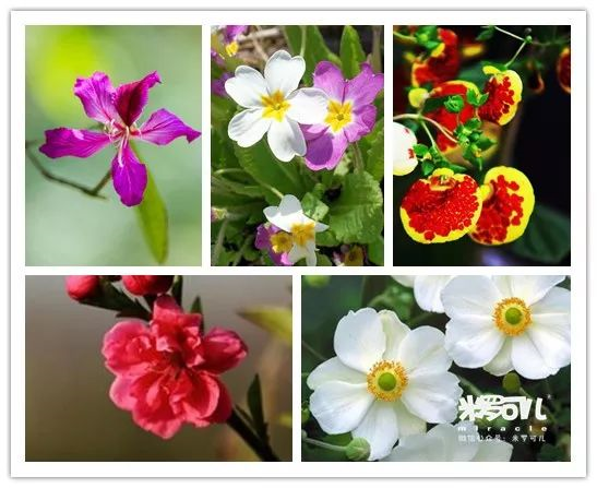 做盆栽的果核牛油果,芒果,龙眼,柚子……弯弯绕绕的植物适合户外种植