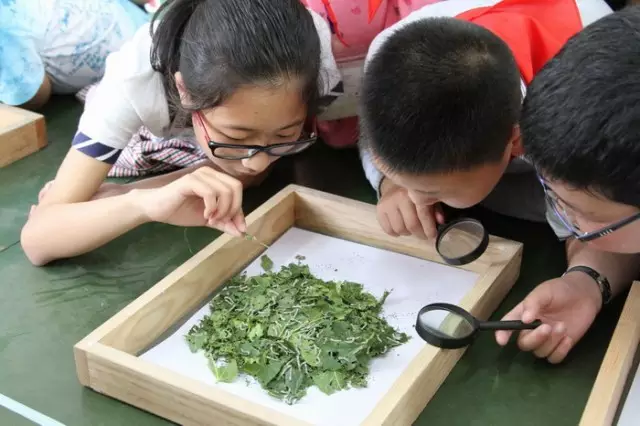 小满活动10个奇妙的节气活动带你体味其中的人生道理