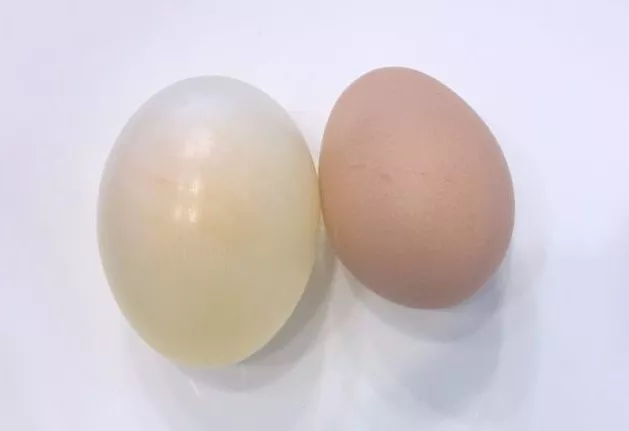无壳鸡蛋实验图片图片